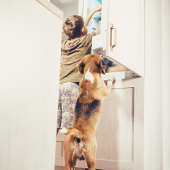 Image Link For Los 8 alimentos perjudiciales prohibidos para perro