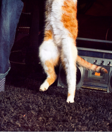 Image Link For La mejor m&uacute;sica para relajar a perros y gatos est&aacute; en nuestra playlist de 