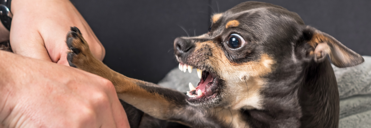 Image Link For Mi perro me gru&ntilde;e: &iquest;qu&eacute; puedo hacer?