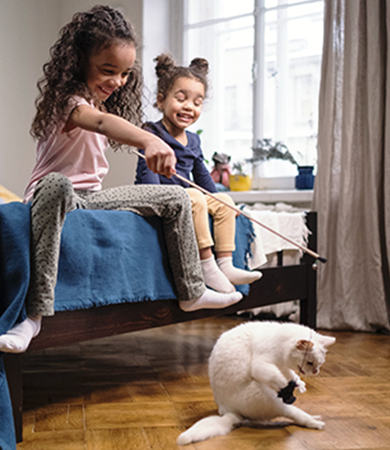 Image Link For &iquest;C&oacute;mo conseguir que nuestros gatos jueguen m&aacute;s?