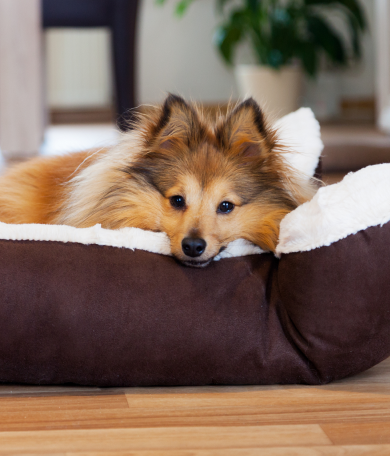 Image Link For Mi perro no duerme: &iquest;qu&eacute; puedo hacer?