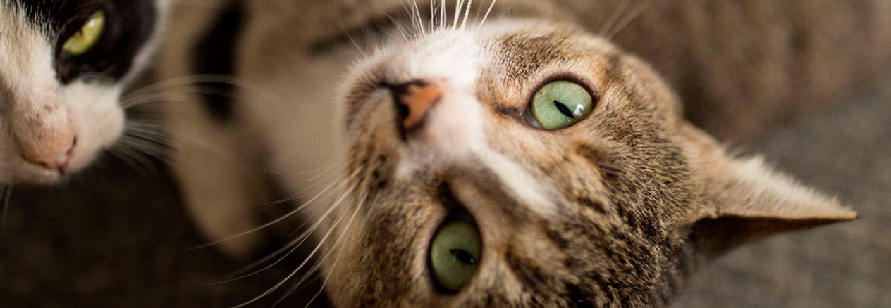 Image Link For C&oacute;mo introducir un gato nuevo en casa: 9 pasos para una buena adaptaci&oacute;n