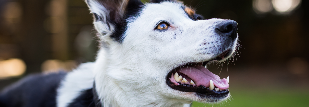 Image Link For Mi perro no me hace caso durante el paseo: &iquest;qu&eacute; puedo hacer?