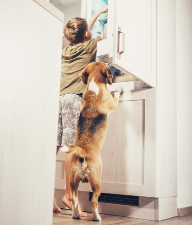 Image Link For Los 8 alimentos perjudiciales prohibidos para perro