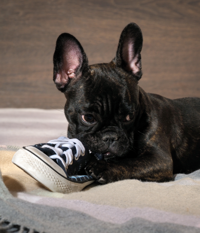 Image Link For C&oacute;mo educar a un cachorro, la gu&iacute;a definitiva