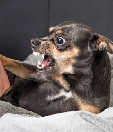 Image Link For Mi perro me gru&ntilde;e: &iquest;qu&eacute; puedo hacer?