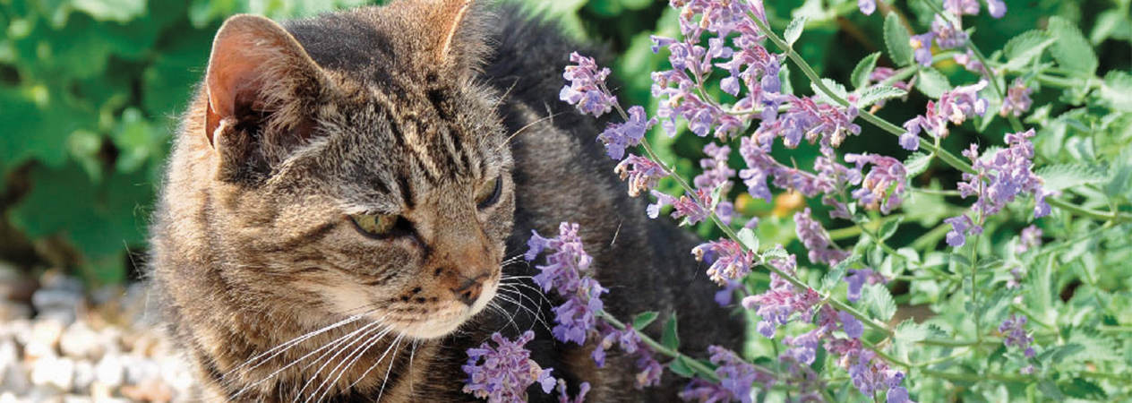 Image Link For Catnip o hierba para gatos, &iquest;qu&eacute; es?