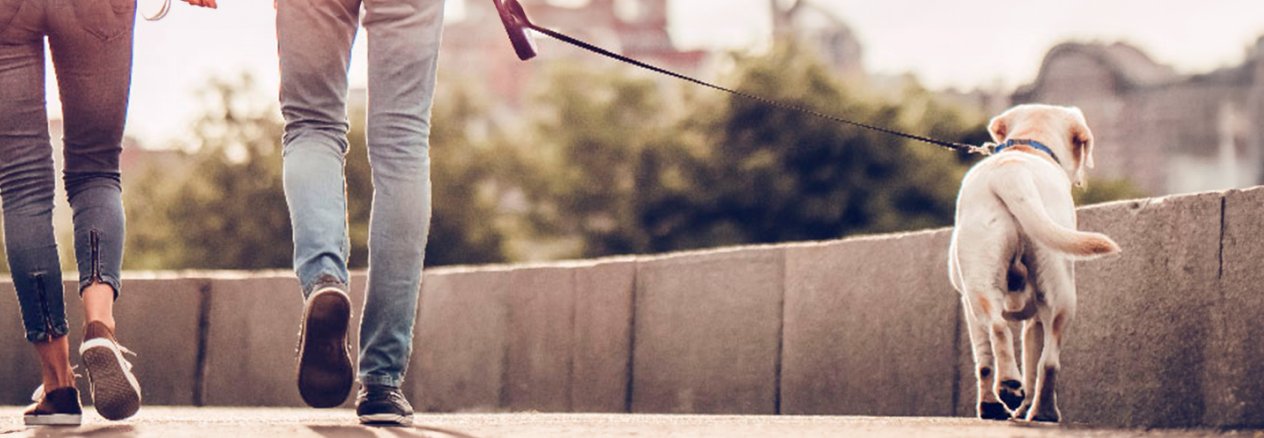 Image Link For C&oacute;mo pasear a tu perro: consejos y recomendaciones