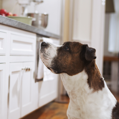 Image Link For Hay comida que tu perro debe evitar