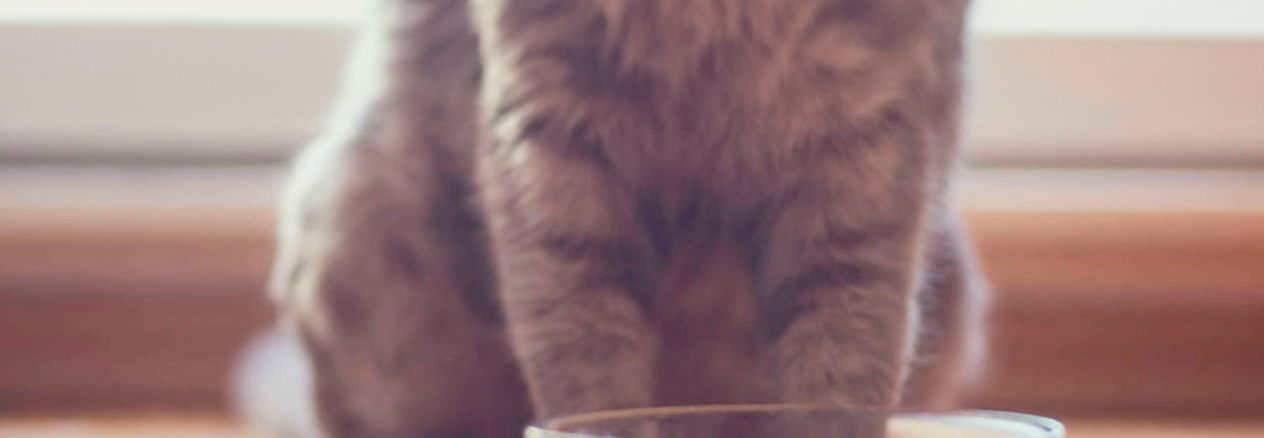 Image Link For Mi gato no bebe agua, &iquest;qu&eacute; hago?