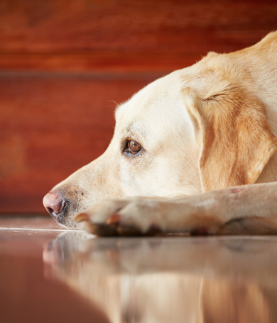 Image Link For Mi perro ladra cuando est&aacute; solo: &iquest;qu&eacute; puedo hacer?