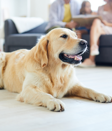 Image Link For &iquest;Cu&aacute;les son los mejores perros para ni&ntilde;os?