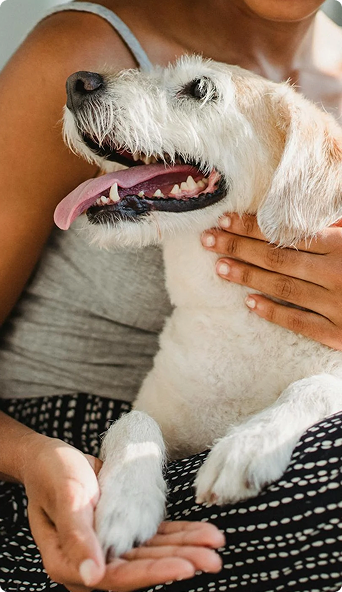 Banner Fundaci&oacute;n desktop dog.png