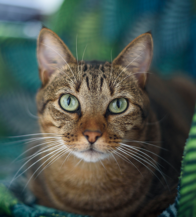 Image Link For Journée du chat : dates et explications 