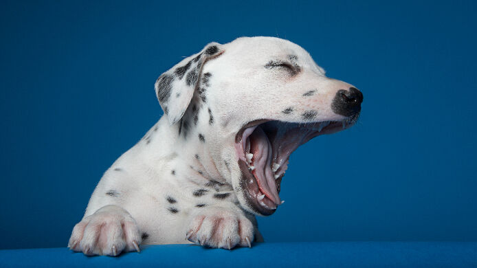 Image Link For Les 100 premiers jours avec votre chien