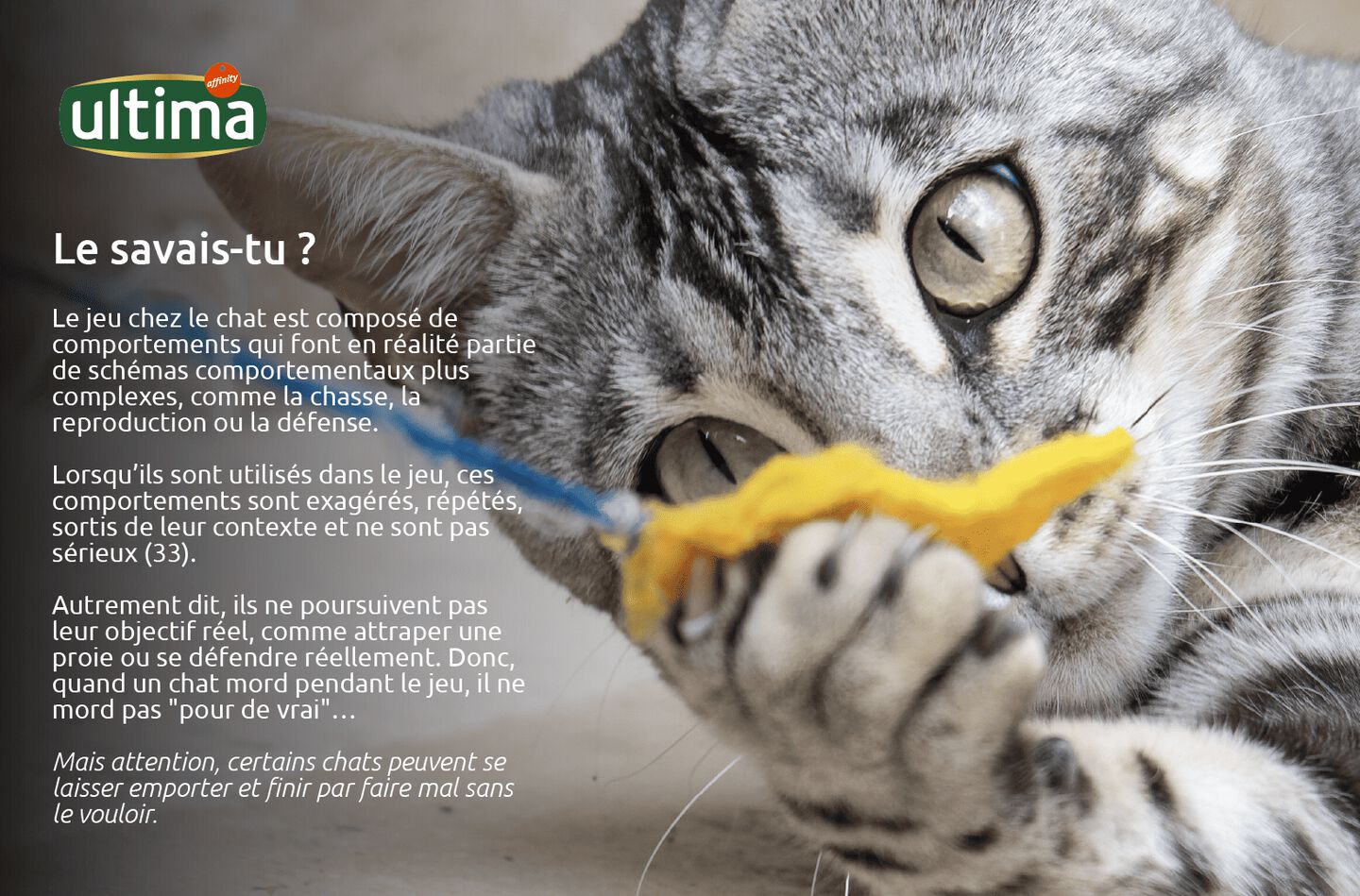 Le savais-tu ? Le jeu chez le chat est composé de comportements qui font en réalité partie de schémas comportementaux plus complexes, comme la chasse, la reproduction ou la défense. Lorsqu’ils sont utilisés dans le jeu, ces comportements sont exagérés, répétés, sortis de leur contexte et ne sont pas sérieux (33). Autrement dit, ils ne poursuivent pas leur objectif réel, comme attraper une proie ou se défendre réellement. Donc, quand un chat mord pendant le jeu, il ne mord pas "pour de vrai"… Mais attention, certains chats peuvent se laisser emporter et finir par faire mal sans le vouloir.