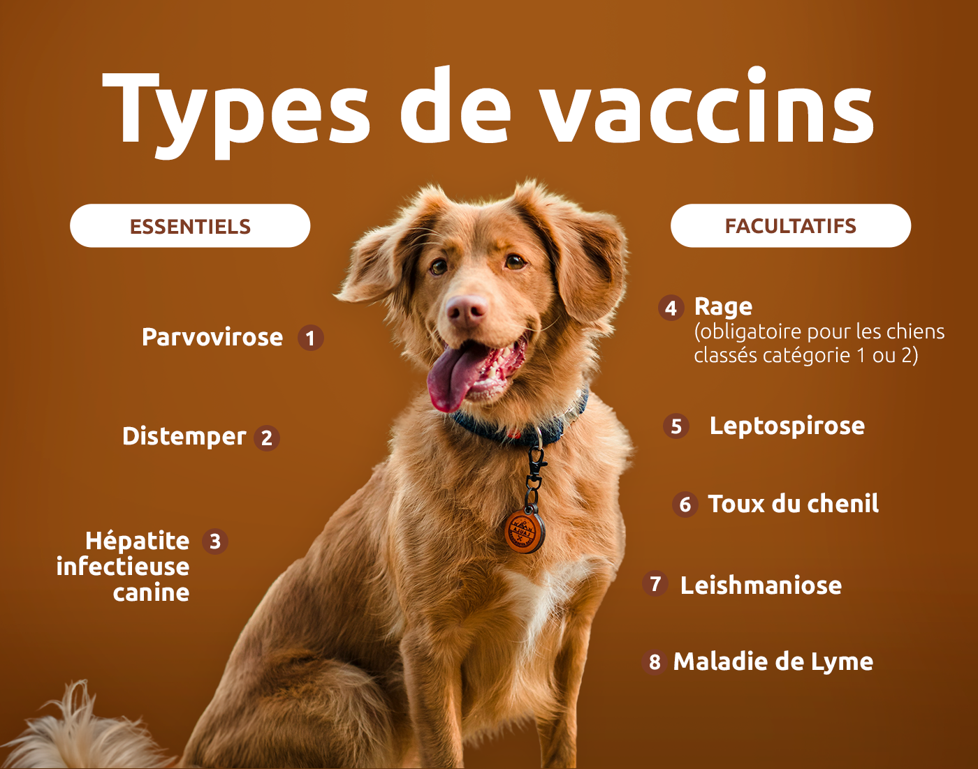 Types de vaccins pour chiens