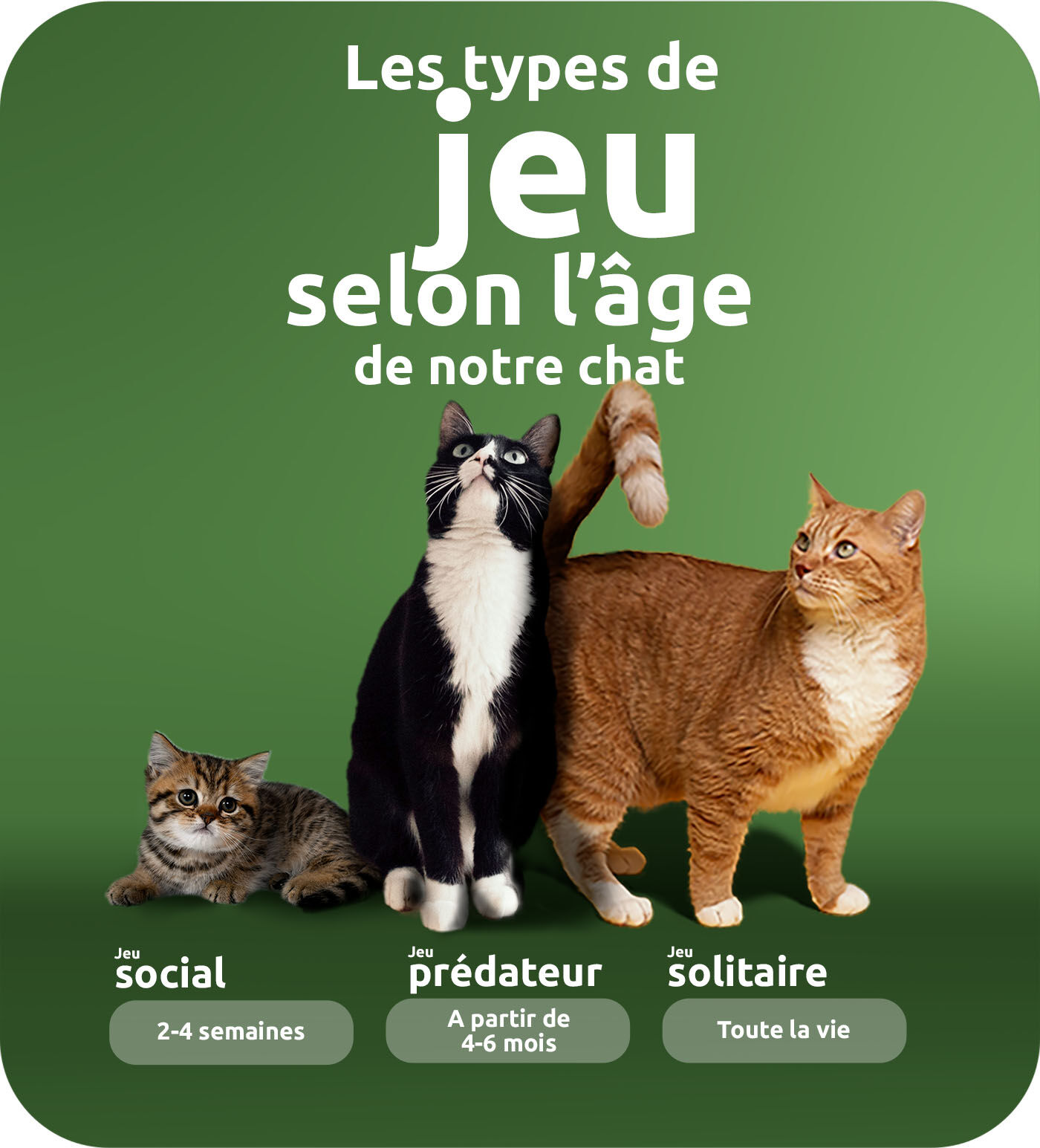 Types de jeux selon l'âge de notre chat