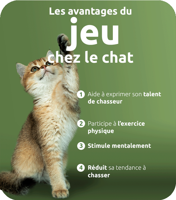 Avantages du jeu chez le chat