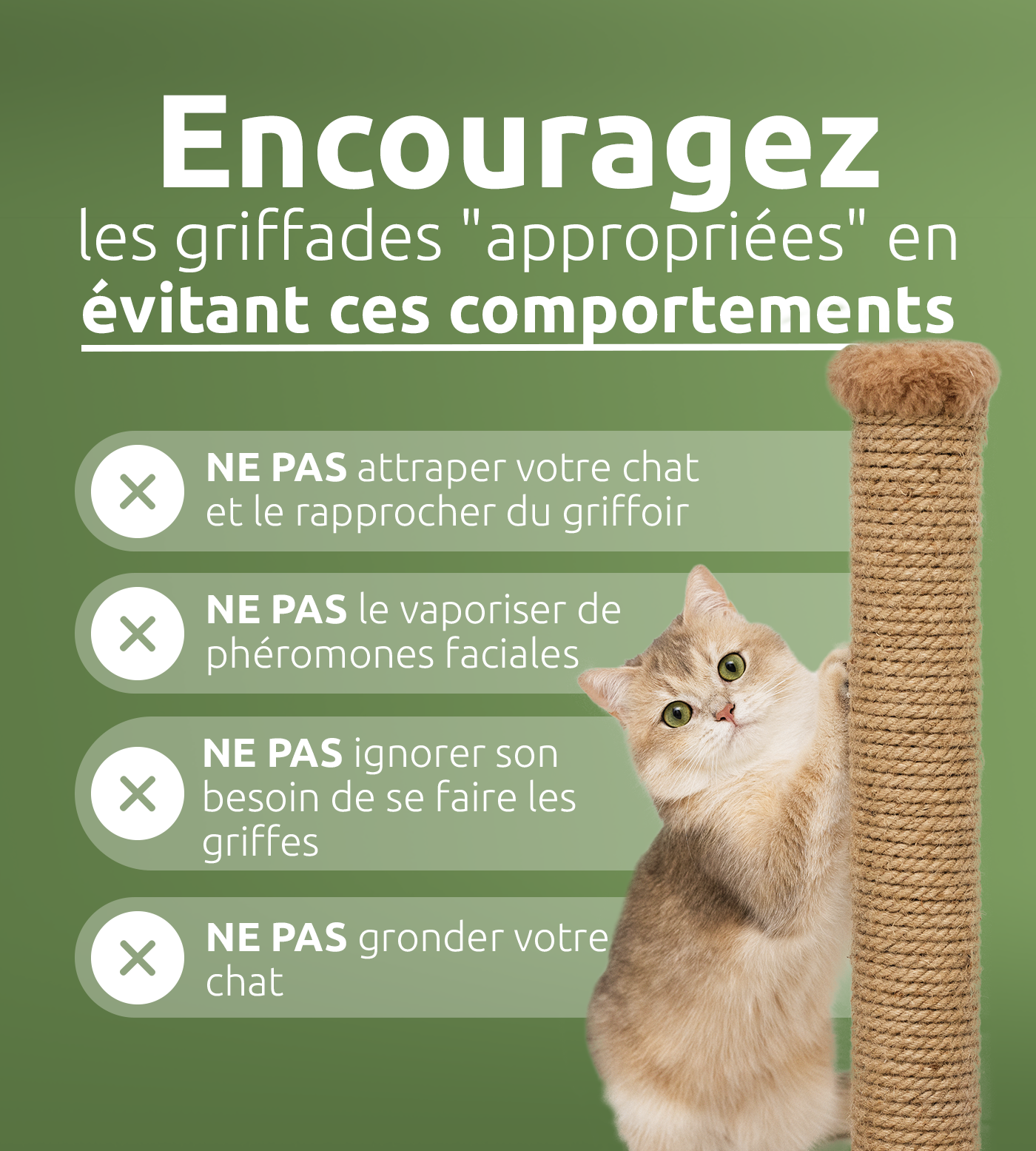 Ce qu'il faut éviter pour encourager un bon grattage