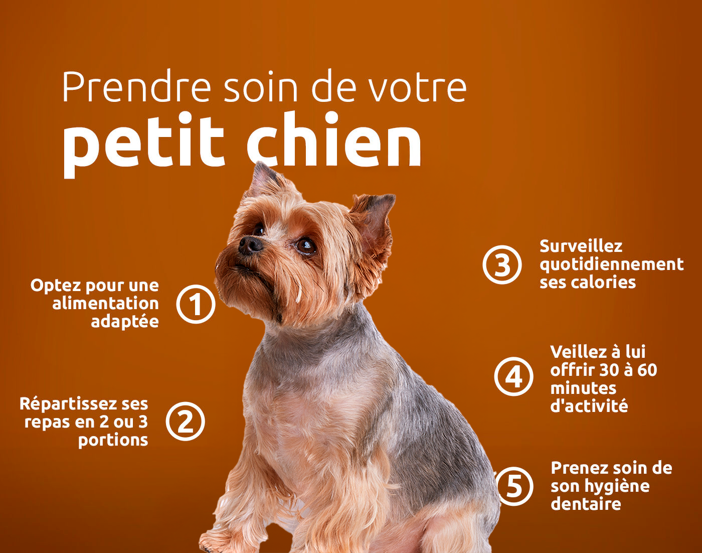 Prendre soin de votre petit chien
