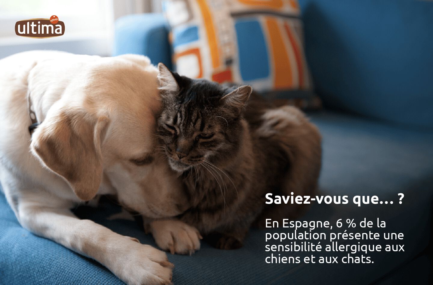 Photo d&rsquo;un golden retriever adulte caress&eacute; sur la t&ecirc;te par un chat gris portant un collier. Texte : &ldquo;Le saviez-vous ? En Espagne, 6 % de la population pr&eacute;sente une sensibilit&eacute; allergique aux chiens et aux chats.&rdquo;