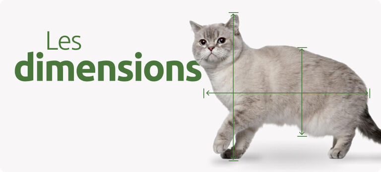 Dimensions de la cage de transport pour chat