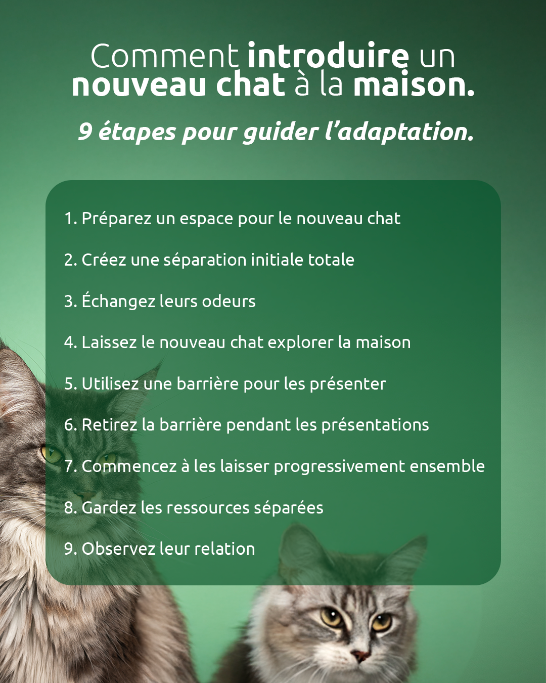Comment introduire un nouveau chat à la maison