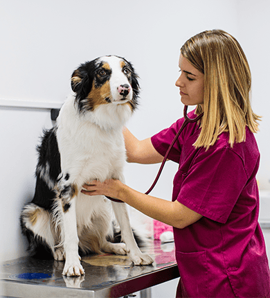 Image Link For Comment savoir si mon chien a de la fi&egrave;vre : causes, sympt&ocirc;mes et solutions