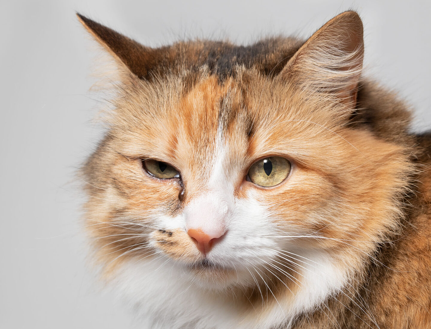 Chat brun et blanc avec conjonctivite
