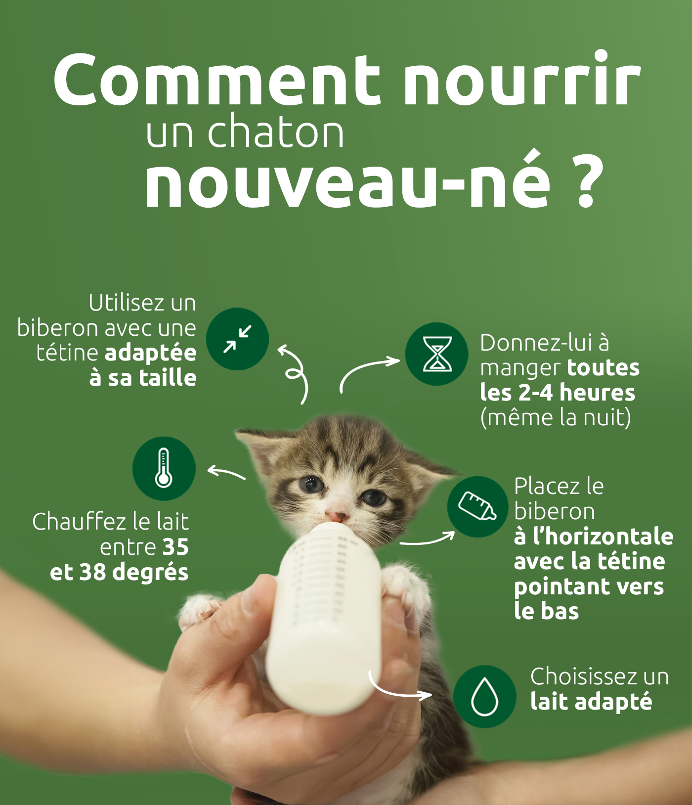Comment nourrir un chaton nouveau-né