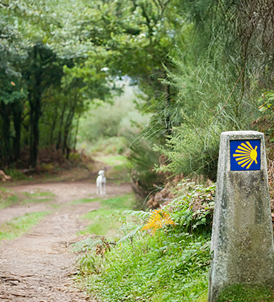 Image Link For Faire le Chemin de Saint-Jacques avec votre chien
