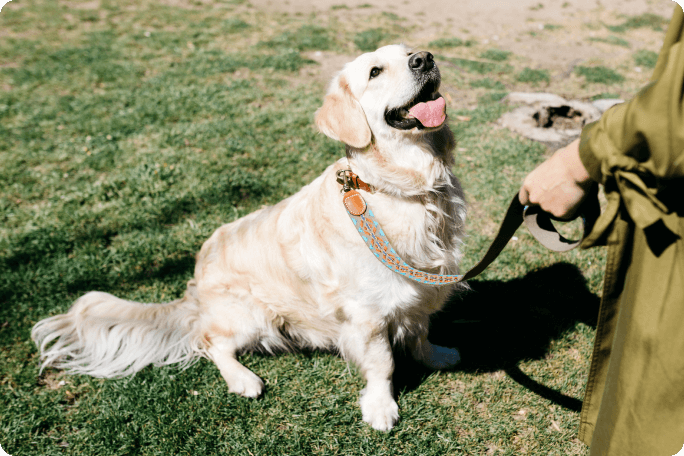 Chien en laisse