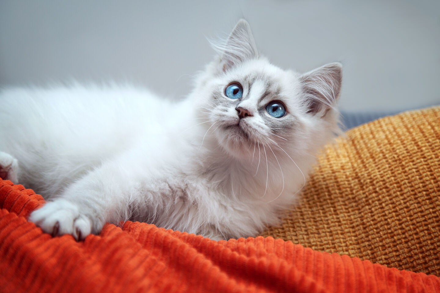Nom de chat en A