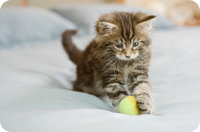 chaton jouant