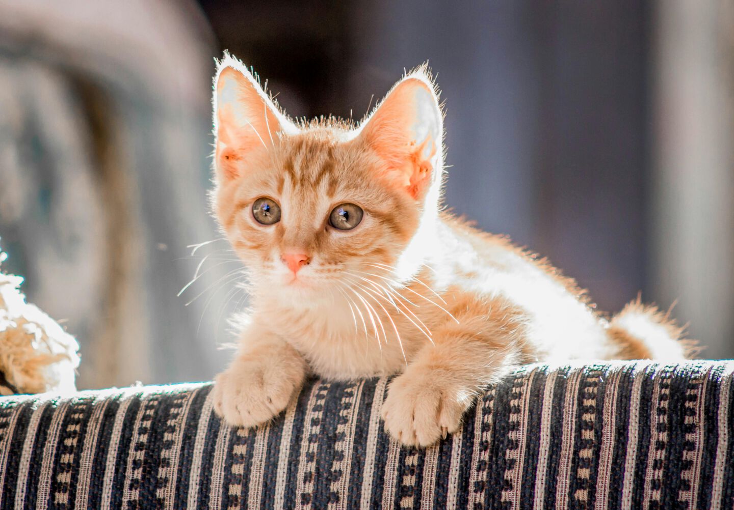 Lettre chat 2024: noms en V 🐱