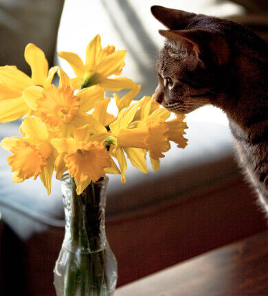 Image Link For L’odorat du chat : ce qu’il faut savoir