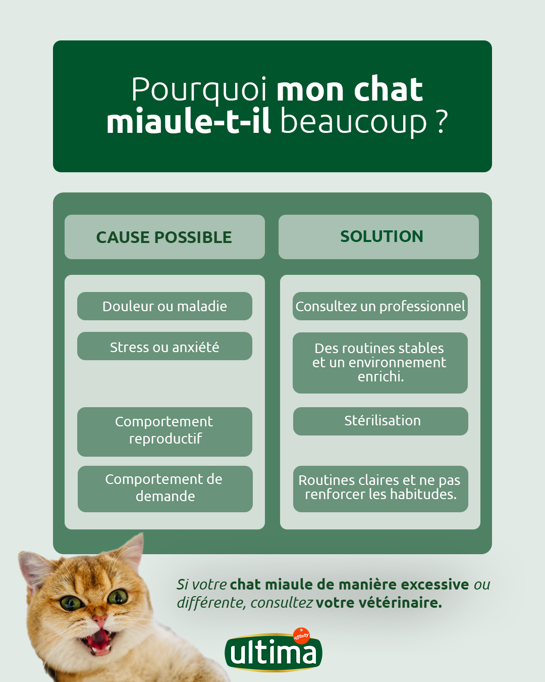 Pourquoi mon chat miaule-t-il beaucoup et que faire pour l'éviter