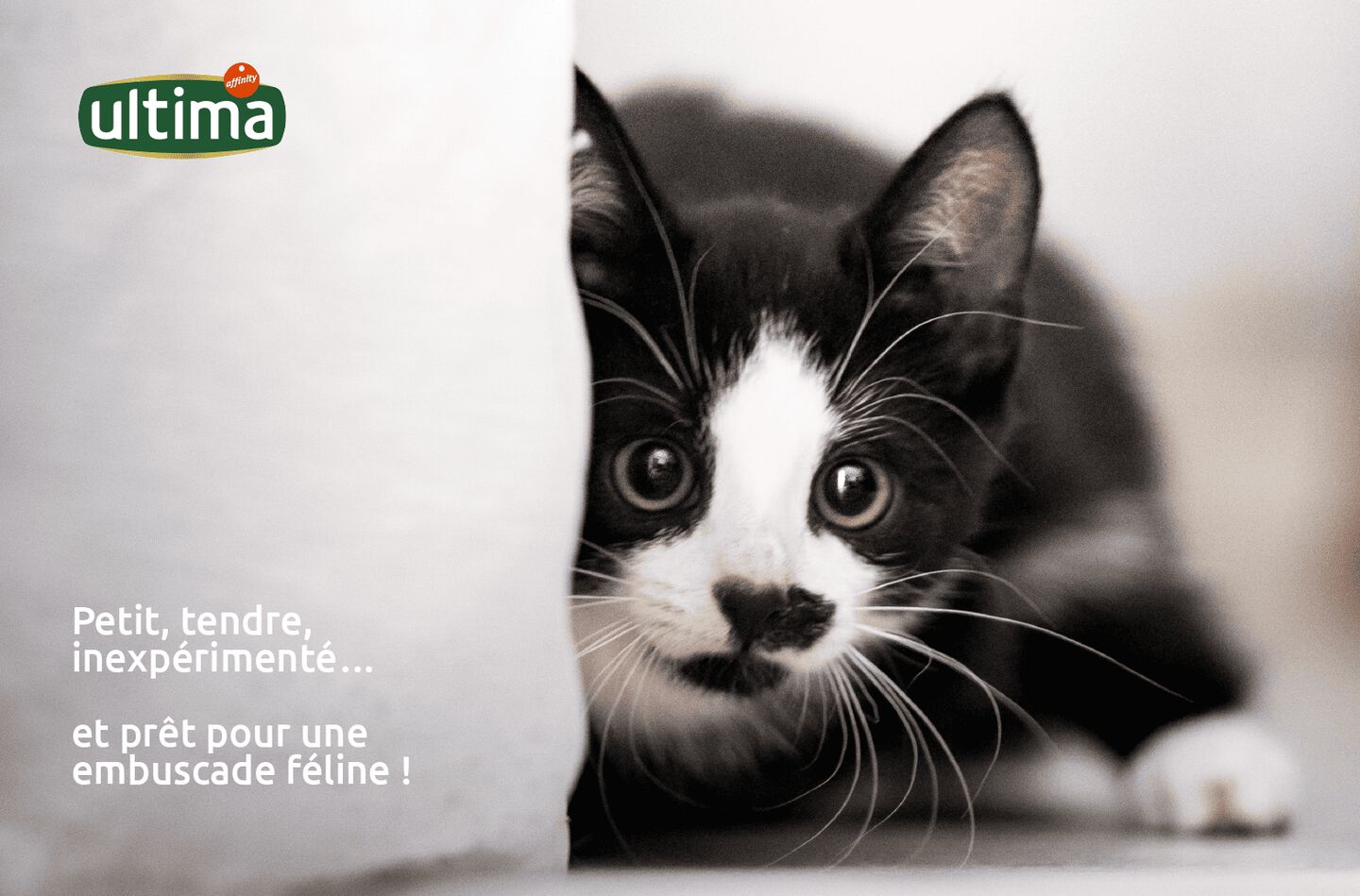 «Image d’un petit chaton montrant ses pattes, texte à côté : « Petit, tendre, inexpérimenté… et prêt pour une embuscade féline ! »