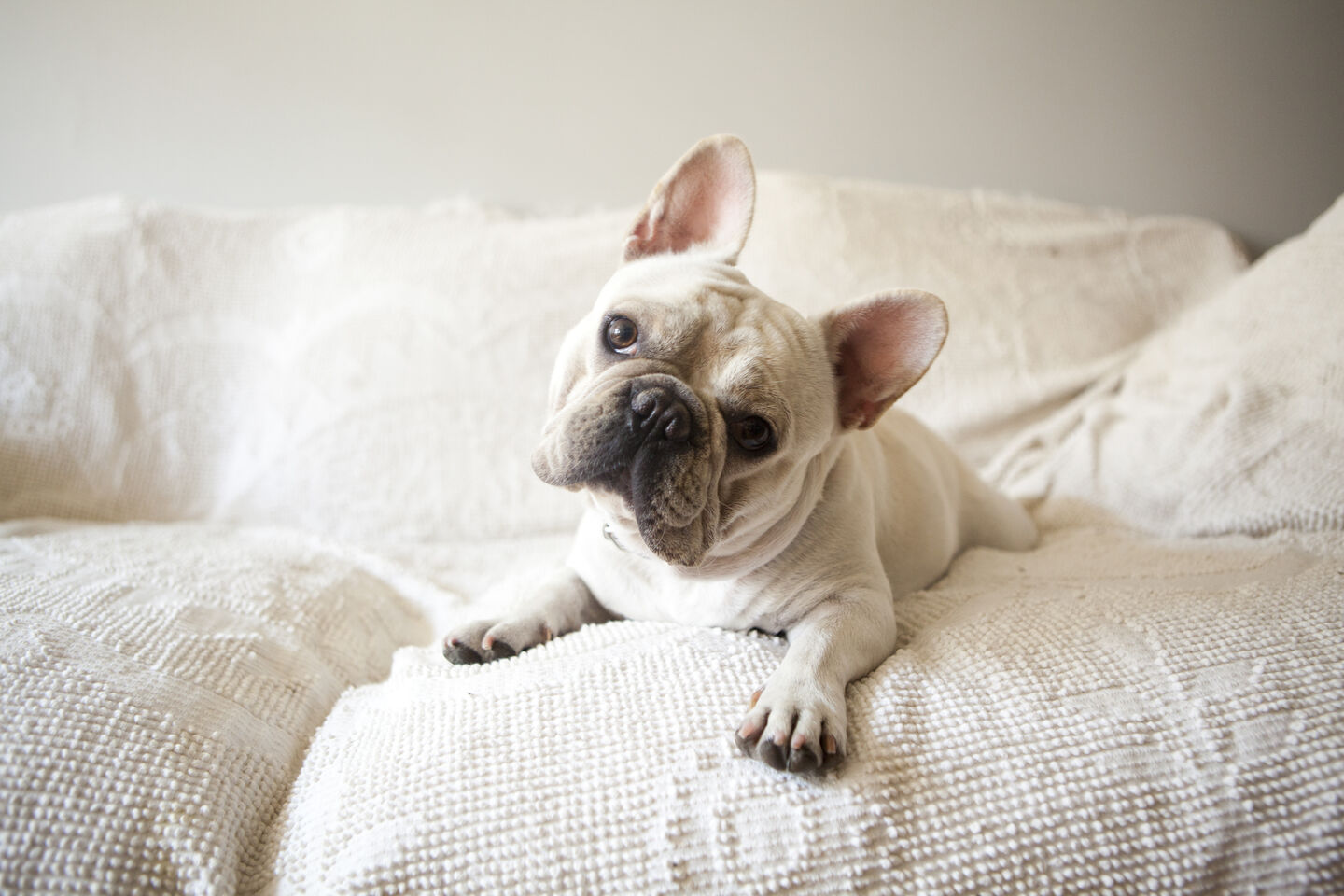 Bouledogue français allongé sur le canapé