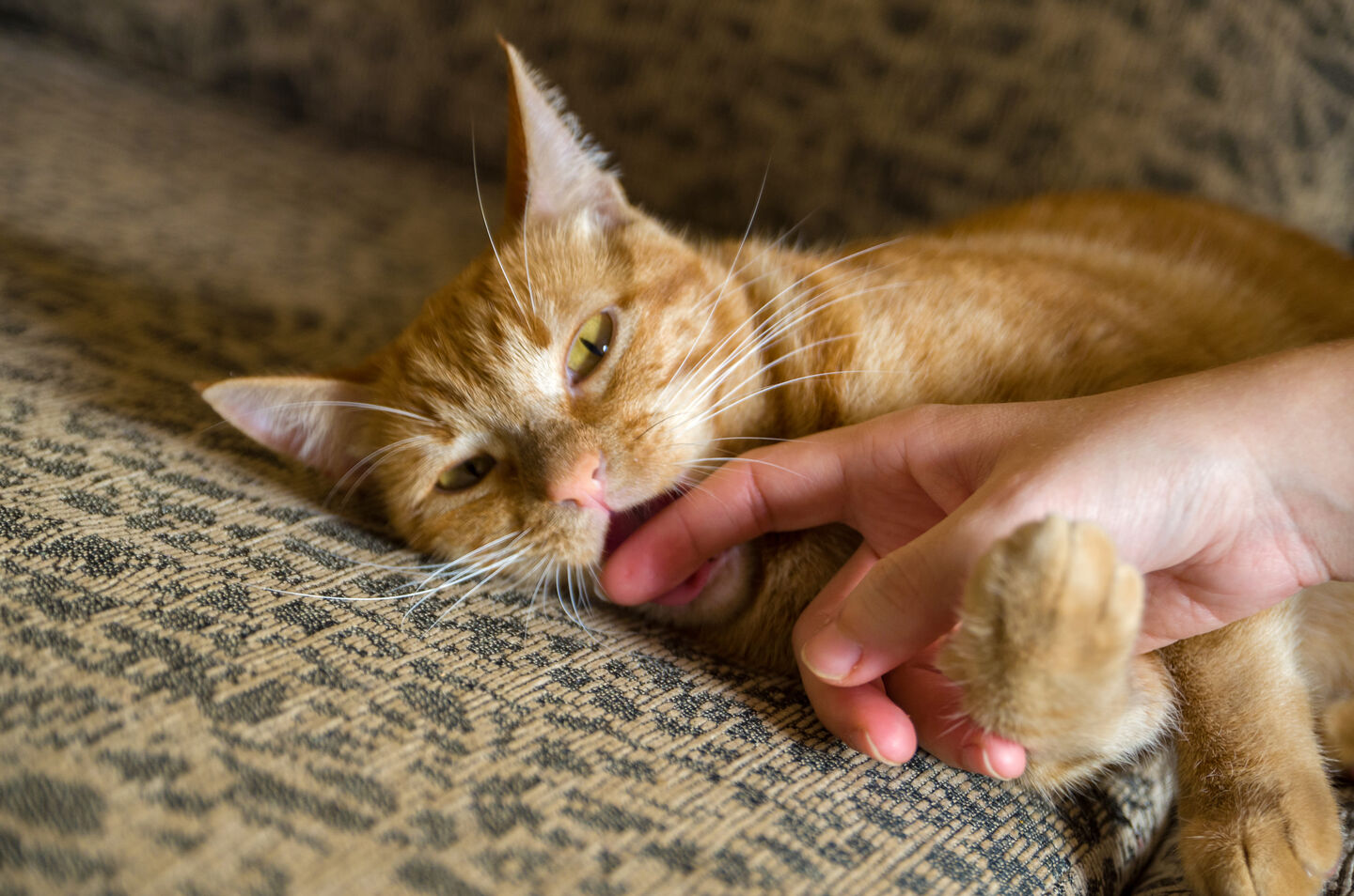 Un chat orange mord le doigt de son pet parent