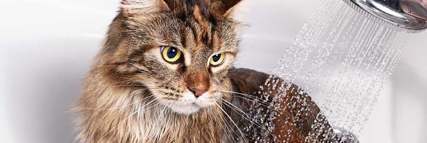 Comment laver un chat 
