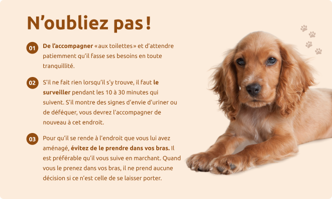 Besoins chiot