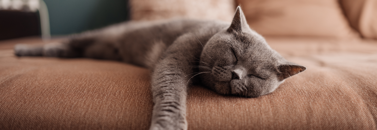 chat qui dort sur le canapé