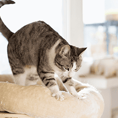 Image Link For Pourquoi les chats pétrissent-ils ?