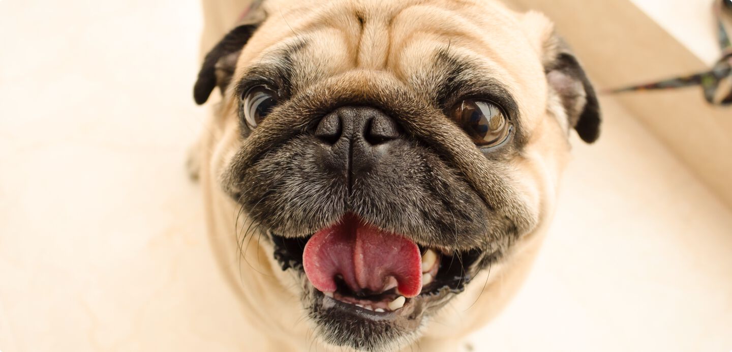 petit chien souriant