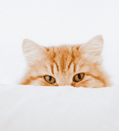 Image Link For Conjonctivite chez les chats : prévenir et traiter la conjonctivite féline