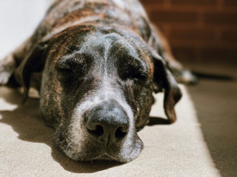 chien au repos