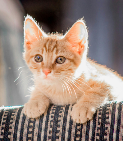 Image Link For Lettre V : noms de chat 2024 inspirants