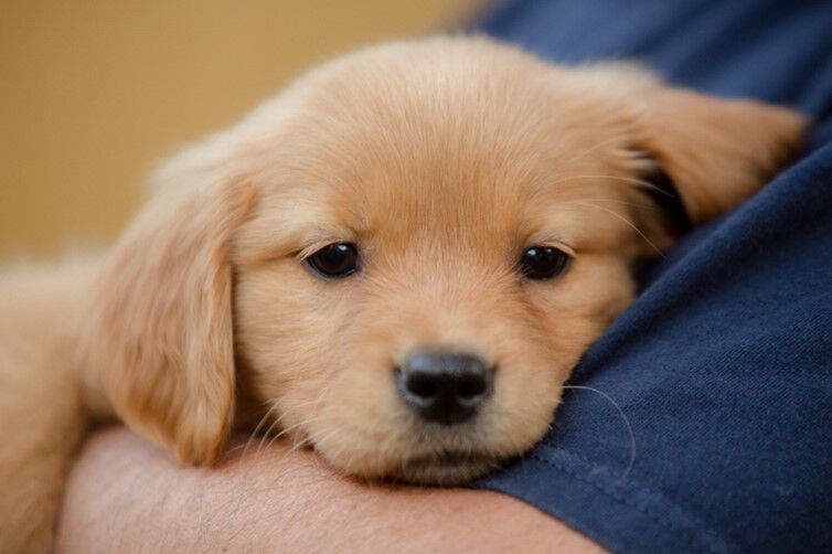 chien dans les bras
